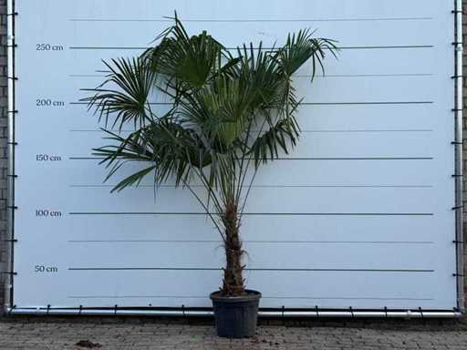 Chinese fan palm XL - Trachycarpus Fortunei - height approx. 250 cm