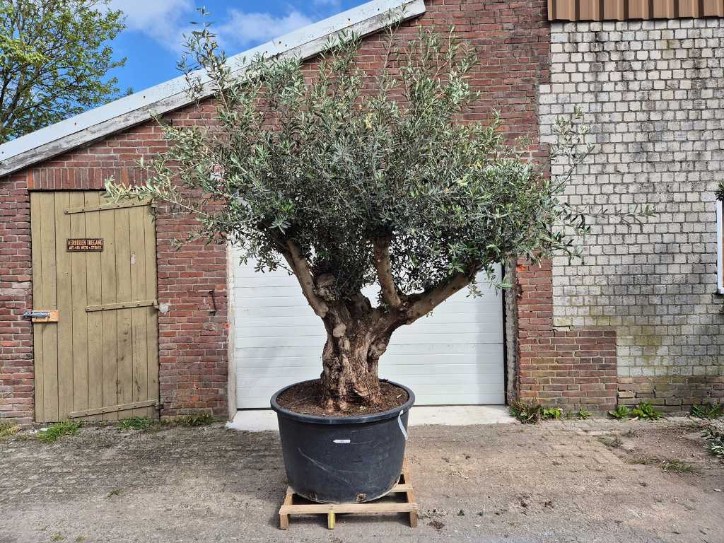 Olivenbaum Alter Stamm - Olea Europaea - 75 Jahre alt - Höhe ca. 350 cm