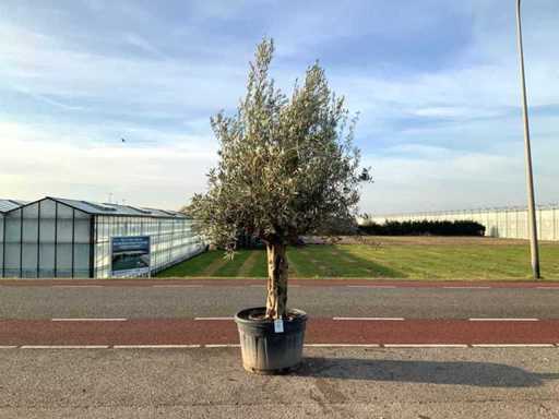 Olijfboom (Olea Europaea Lessini)