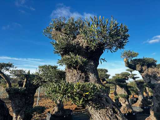 Olijfboom - Olea Europea Pom Pom Secolare 