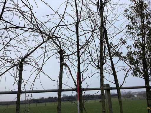 Rowan - Topiary tree