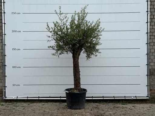 Tronc fantaisiste d’olivier Hojiblanca - Olea Europaea - environ 40 ans - hauteur environ 250 cm