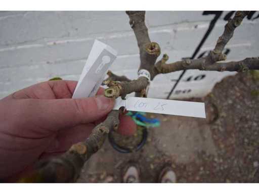 vijgenboom - Fruit Tree