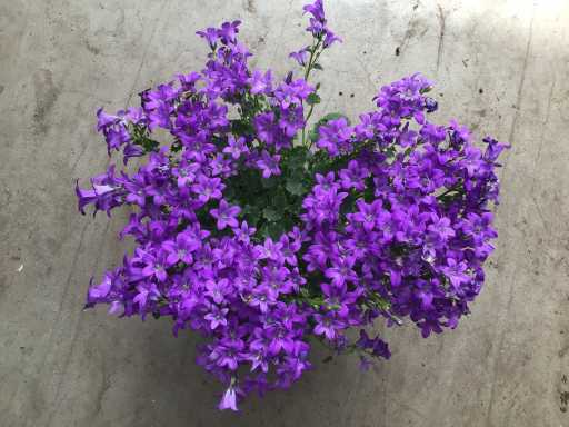 Vaste planten - Campanulla (x40)