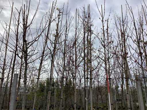 Acero - Alberi topiari (3 volte)