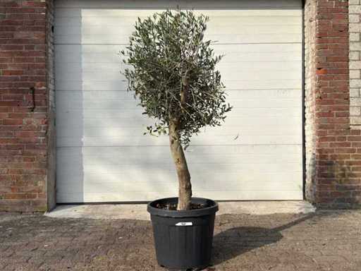 Olivier Floride - Olea Europaea - Hauteur environ 170 cm 