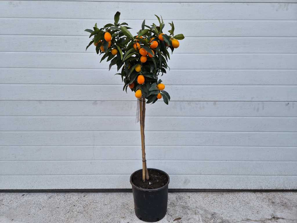 Orange nain - Arbre fruitier - Agrumes Kumquat - hauteur env. 100 cm