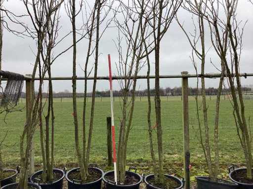 Cireșul ornamental japonez - Pom cu mai multe tulpini