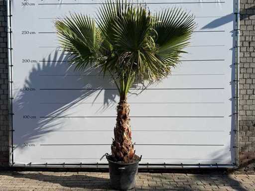 Mexican fan palm on stem - Washingtonia Robusta - height approx. 260 cm