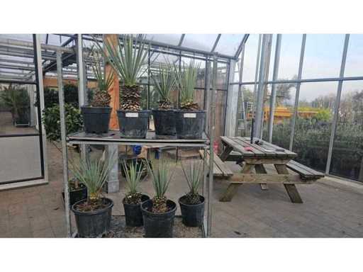 Set de 8 Yucca Rostrata - Crinul palmier albastru rezistent (aprox. 70cm)