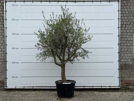 Ulivo Tronco liscio ramificato - Olea Europaea - circa 40 anni - altezza circa 260 cm
