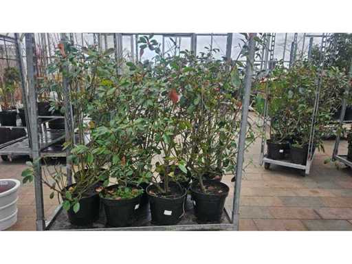 Grup de 8 nexuri 'Red Robin' - plante de gard viu rezistente (130 cm)