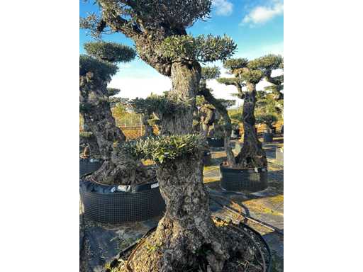 Olijfboom - Olea Europea Pom Pom Secolare 