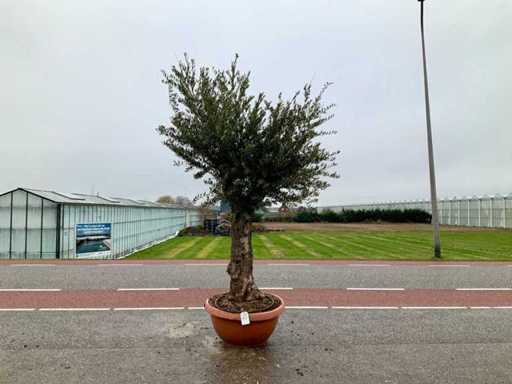 Drzewo oliwne (Olea europaea lessini)