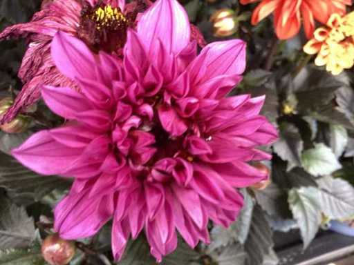 Dahlia (30)