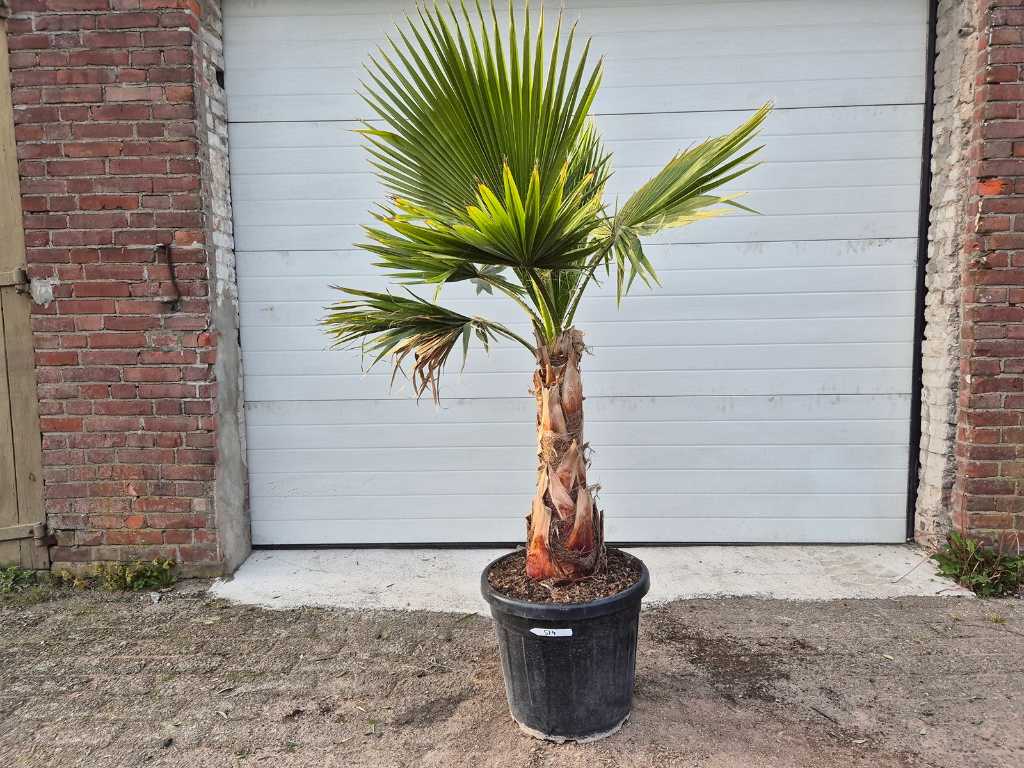 Palma messicana a ventaglio - Washingtonia Robusta - albero mediterraneo - altezza circa 150 cm