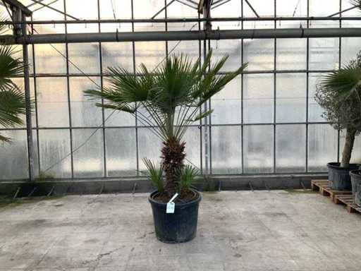 Wielopniowa palma (Chamaerops Humilis)