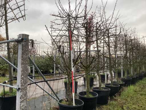 Cireș - Pom fructifer / pom fructifer (3x)