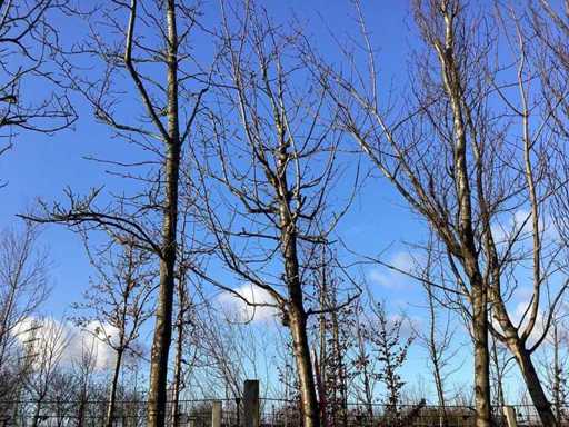 Sierkers - Vormbomen