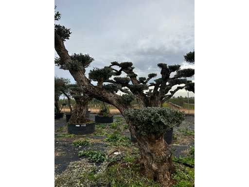  OLEA EUROPEA POM POM SECOLARE  