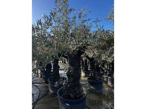 Olea Europea 30 unități