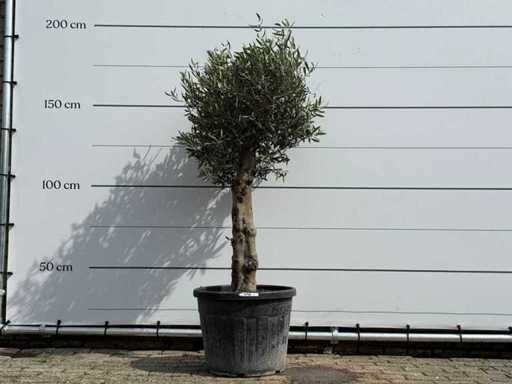 Olijfboom bolvorm - Olea Europaea - ca. 40 jaar oud - hoogte ca. 180 cm
