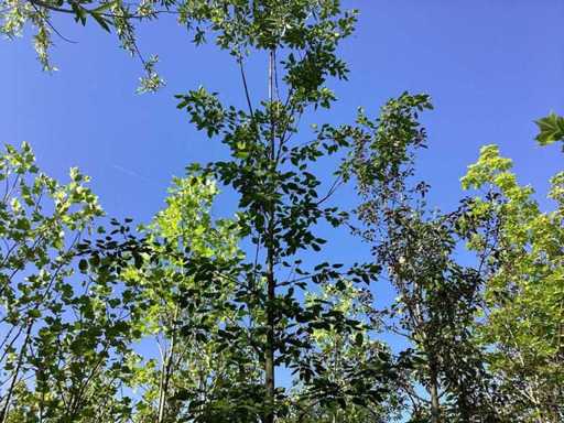 Currant tree - Avenue tree
