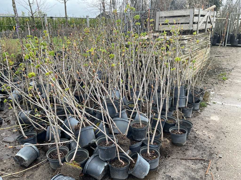 large batch of various trees