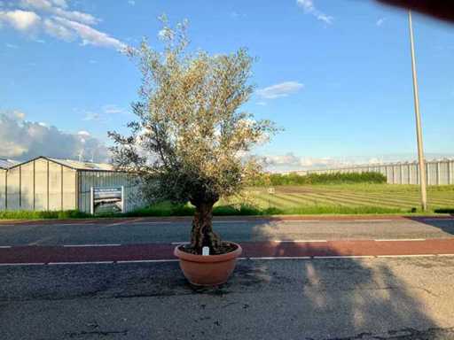 Ulivo (Olea Europaea Lessini)
