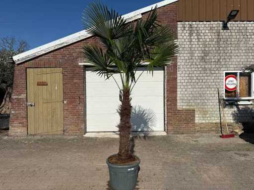 Chinese Fan Palm XXXL - Trachycarpus Fortunei - Height approx 300cm