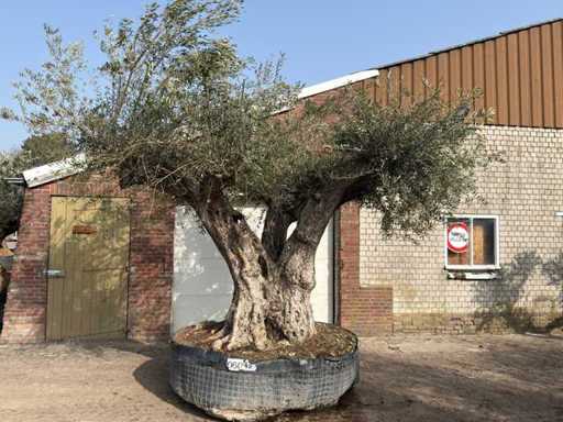 Mediterranean palms, olive trees, fruit trees and plants