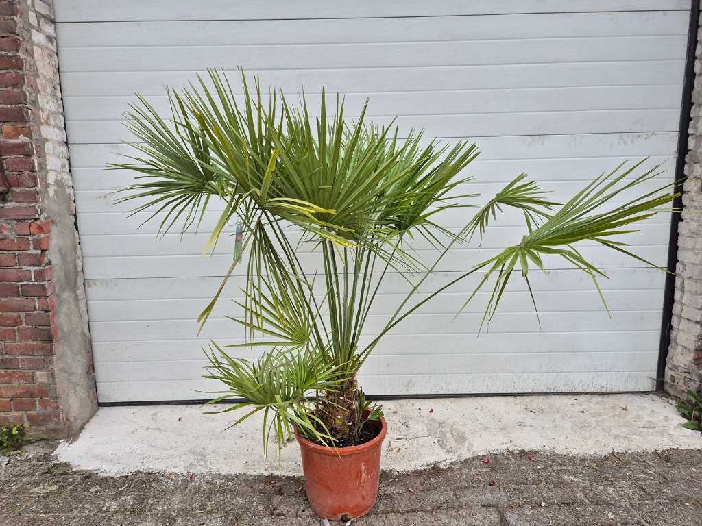 Palmier nain d’Europe - Chamaerops Humilis - arbre méditerranéen - hauteur env. 150 cm 