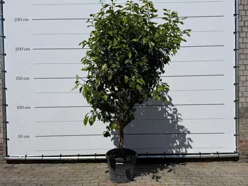Citroenboom - Citrus Limon - hoogte ca. 250 cm