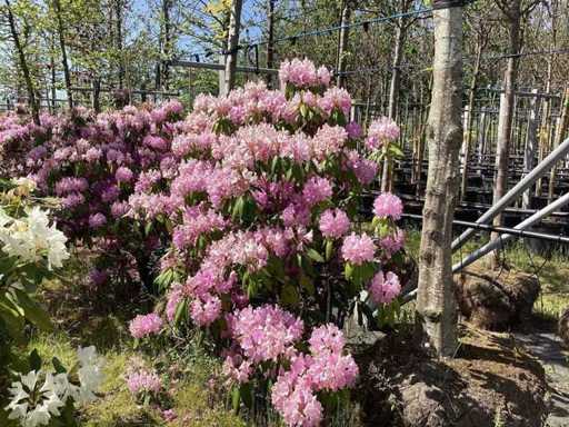 Fruit, avenue, ornamental trees and shrubs
