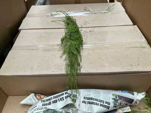 Partij Asparagus 100gr per bundel (95x)