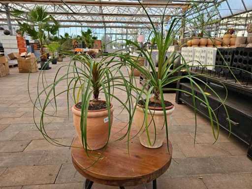 Set exotic de 2 picior de elefant (Beaucarnea) în ghivece de teracotă