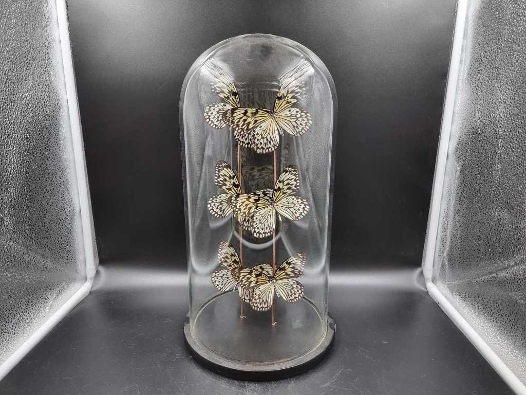 Bell jar with real butterflies