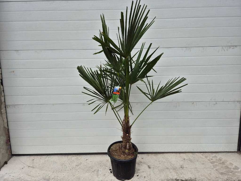 Chińska palma wachlarzowa - Trachycarpus Fortunei - drzewo śródziemnomorskie - wysokość ok. 150 cm 