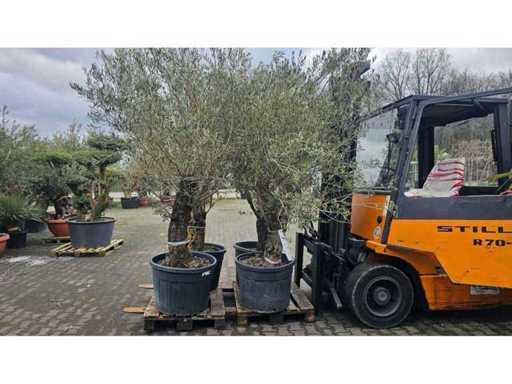 Set exclusiv: 4x Măslini Străvechi (aprox. 120 de ani) - Giganți Mediteraneeni