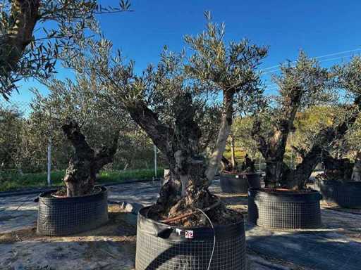 Jahrhundertealter Olivenbaum im Korb