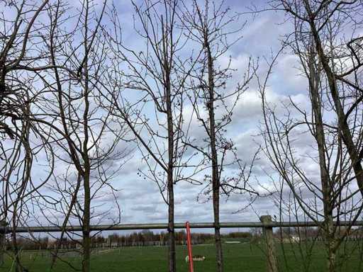 Roter Zierapfel – Zierbaum (2x)