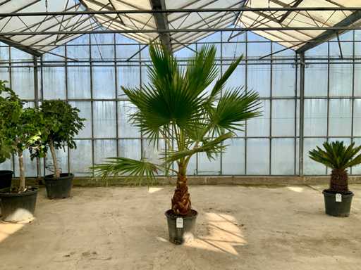 Palm tree (Washingtonia robusta)
