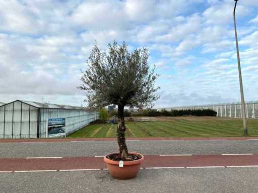 Olijfboom (Olea Europaea Lessini)