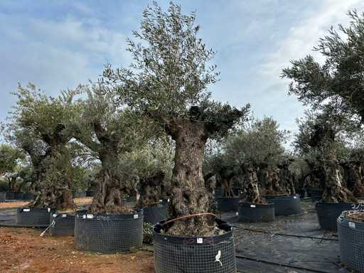 Olive - Olea Europea - Olea Europea - Olea Europea