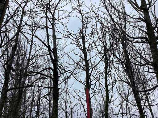 Beverboom - Sierbomen