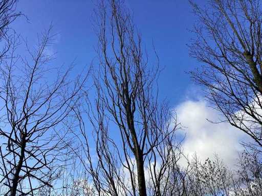 Rode Zuilbeuk - Vormboom