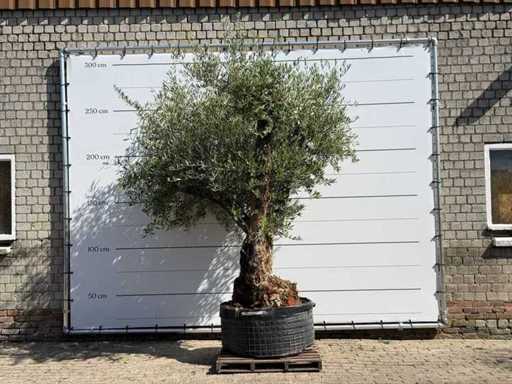 Olive tree Bonsai branched XL - Olea Europaea - approx. 120 years old - height approx. 280 cm