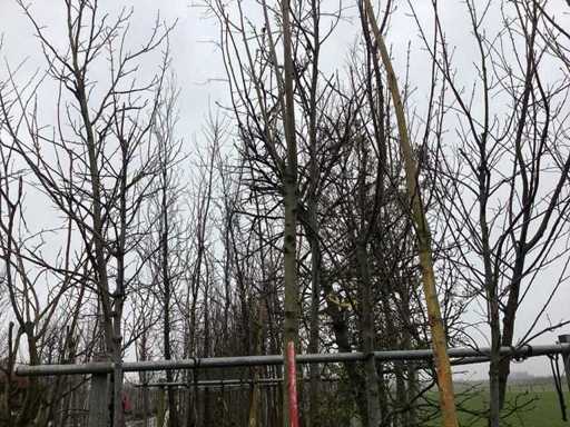 Pollard Weide – Formschnittbaum