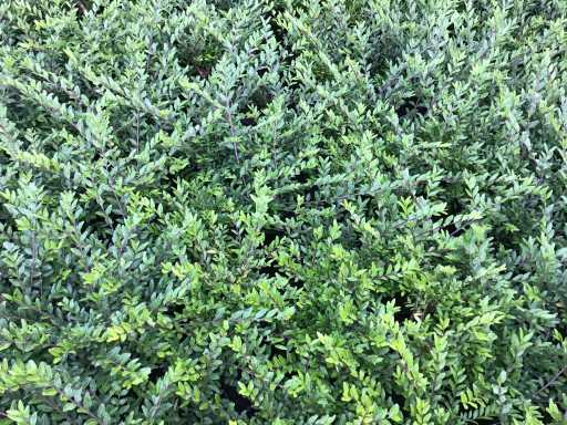 Bodembedekkers - Lonicera (x50)