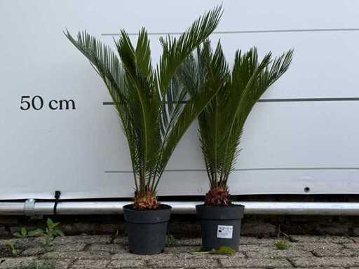 2x Peace Palm - Cycas Revoluta - height approx. 60 cm